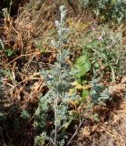 Artemisia kulbadica