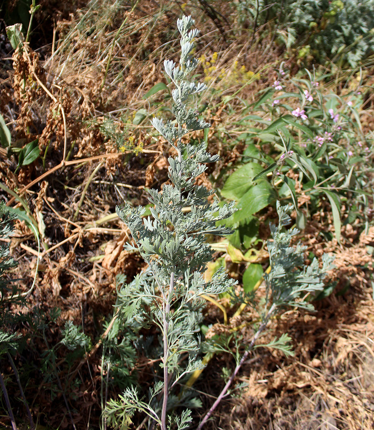 Изображение особи Artemisia kulbadica.