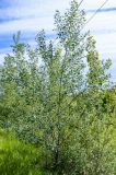 Populus alba