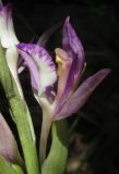 Limodorum abortivum variety viride. Цветок. Крым, окр. Алушты, гора Урага, дубовый лес. 4 июня 2017 г.
