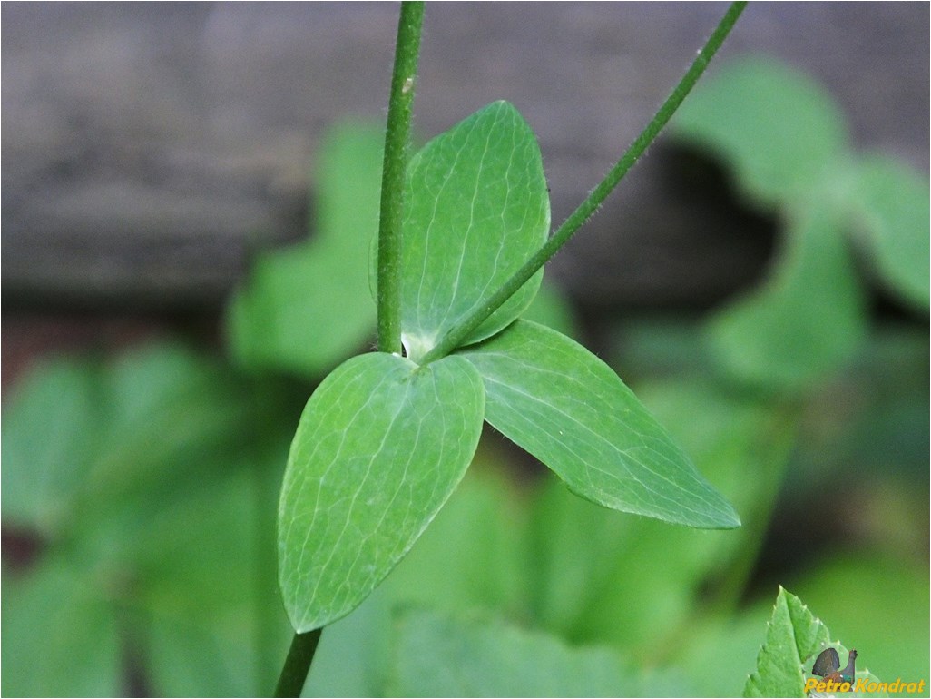 Image of Aquilegia vulgaris specimen.