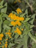 Inula germanica
