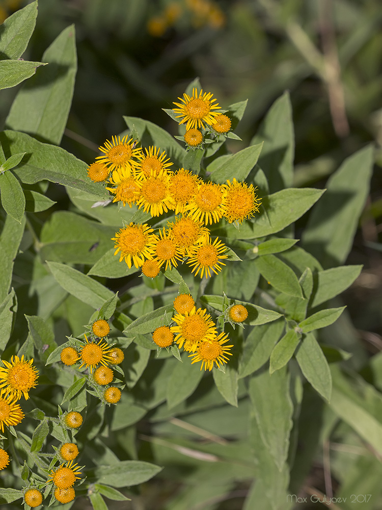 Изображение особи Inula germanica.