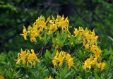 Rhododendron luteum. Верхушка ветви с соцветиями. Адыгея, Фишт-Оштеновский массив, верховья р. Белая, ≈ 1600 м н.у.м., опушка буково-пихтового леса. 05.07.2017.