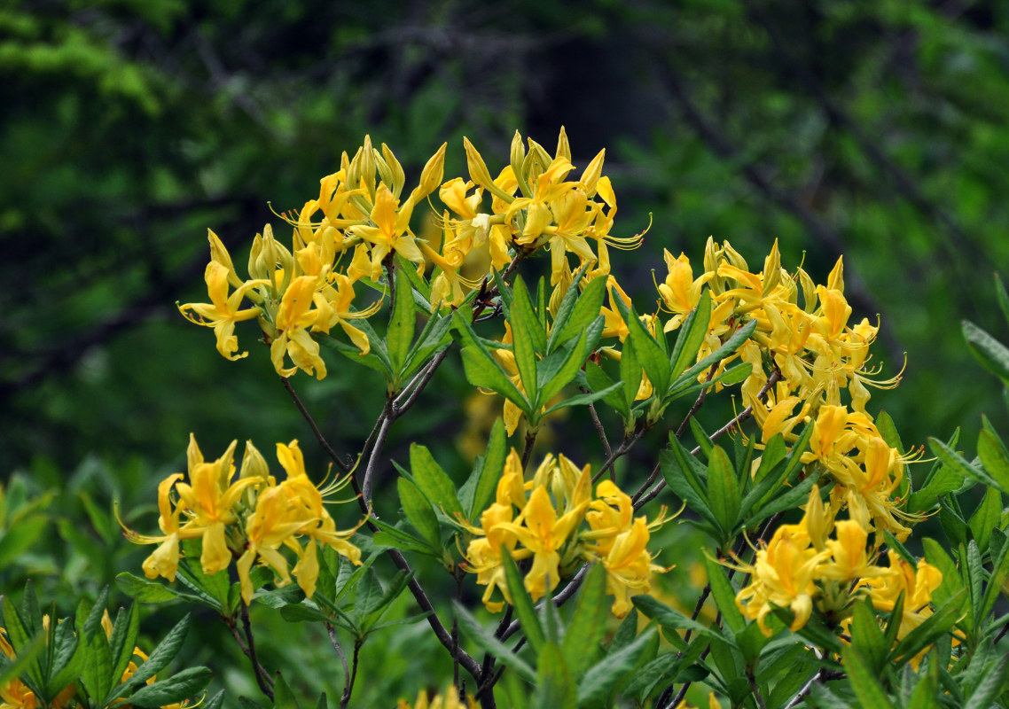 Image of Rhododendron luteum specimen.
