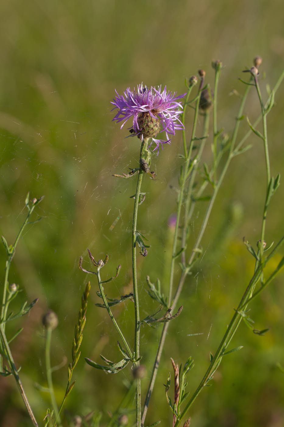 Image of Centaurea scabiosa specimen.