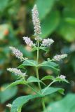 Mentha longifolia