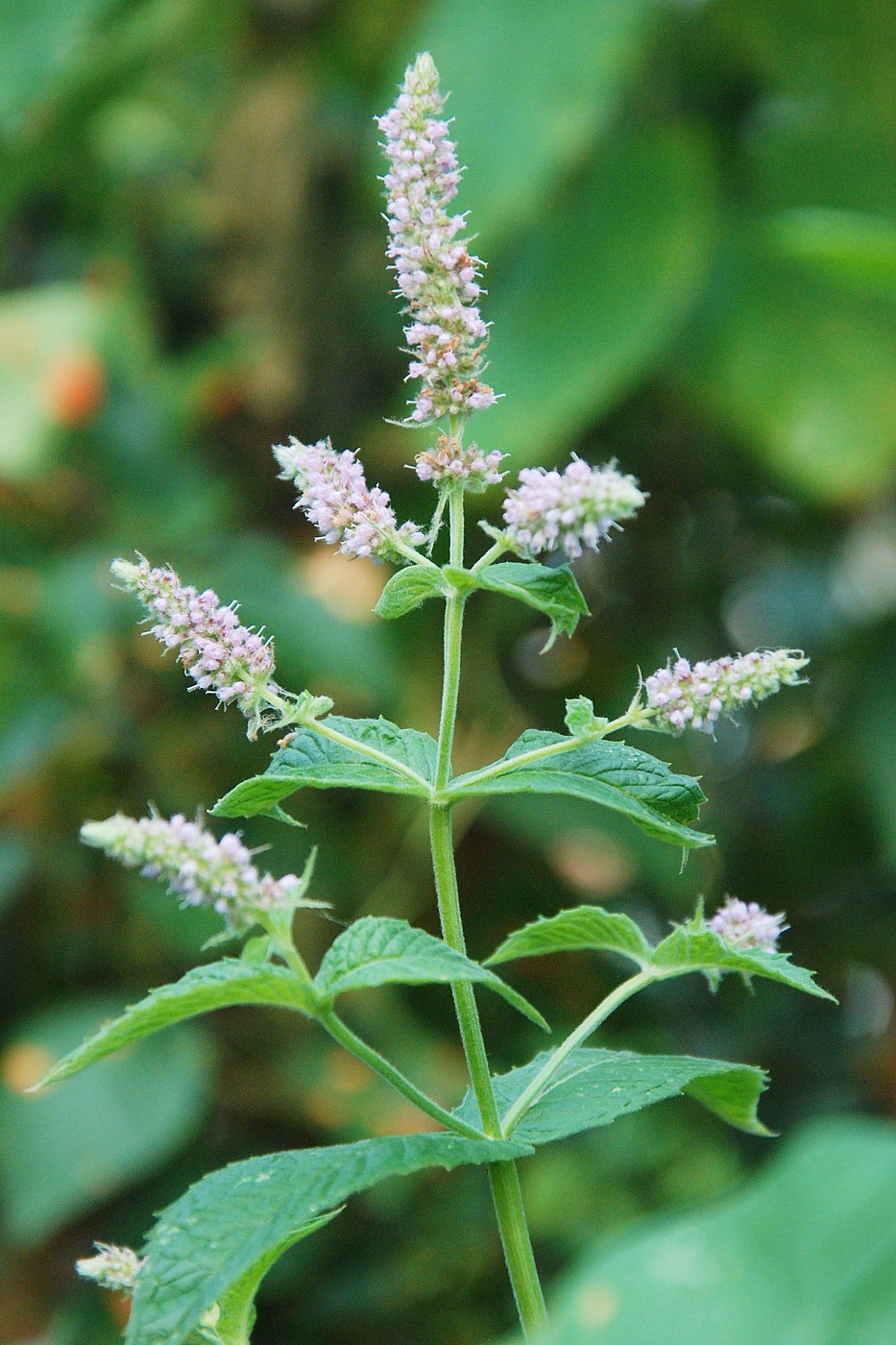 Изображение особи Mentha longifolia.