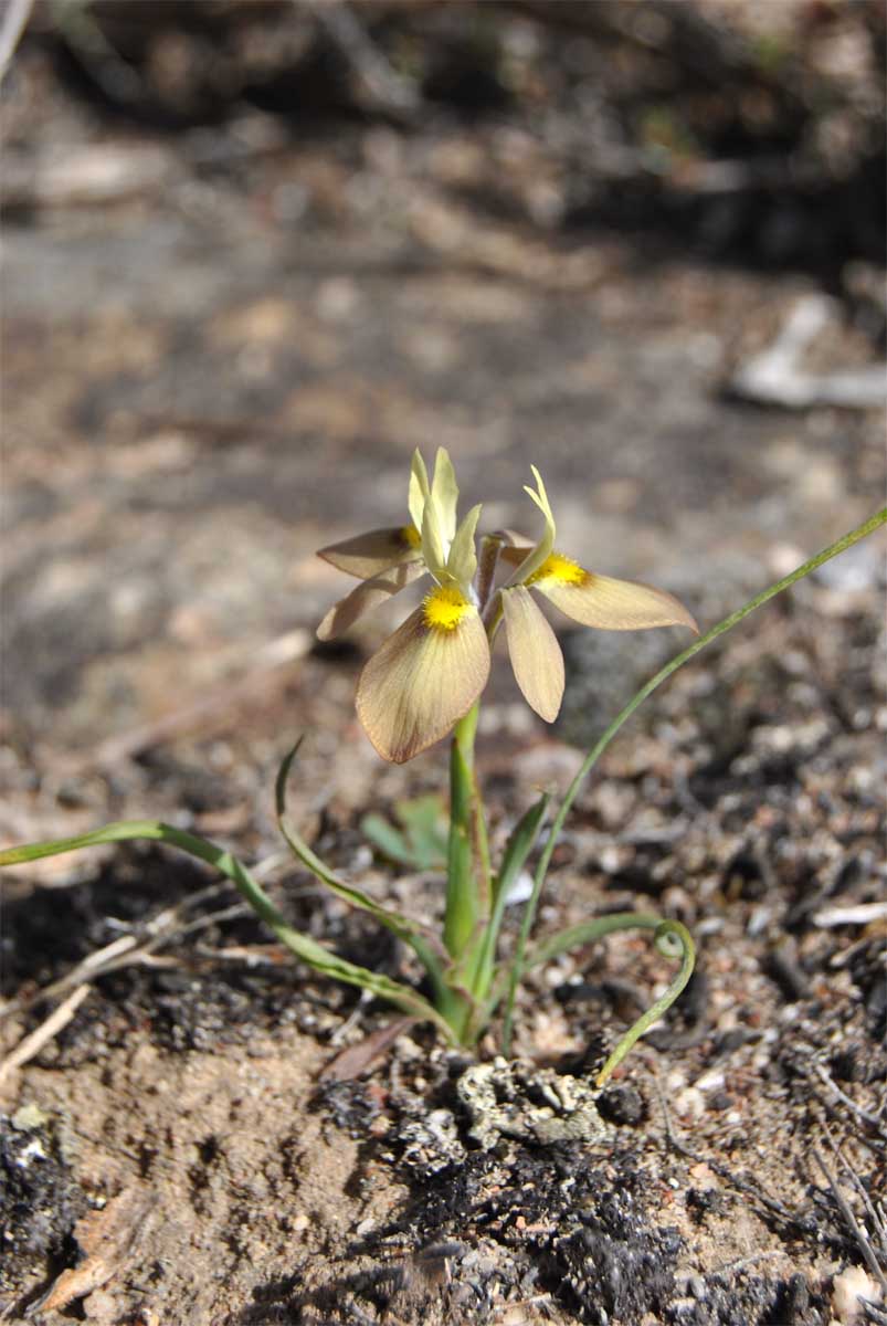 Изображение особи Moraea papilionacea.