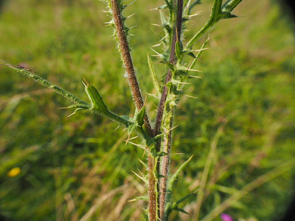 Изображение особи Cirsium vulgare.