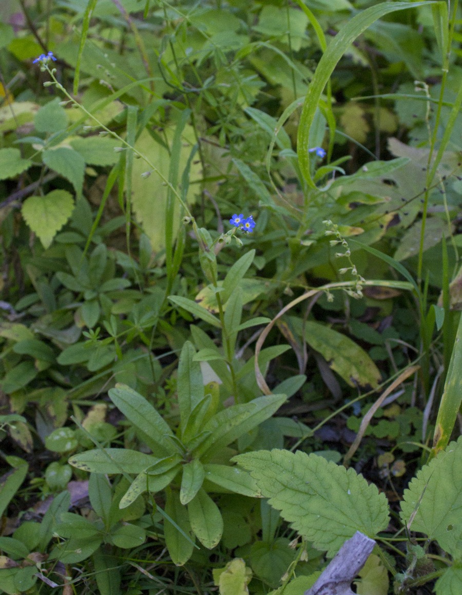 Изображение особи Myosotis palustris.