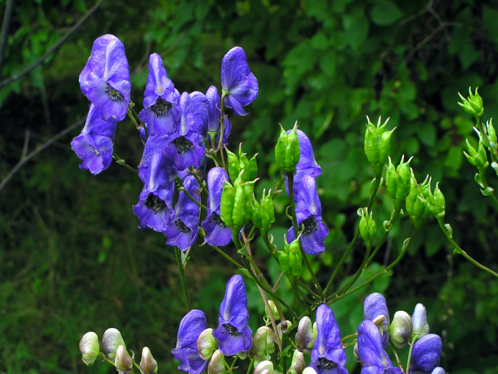 Image of Aconitum taigicola specimen.