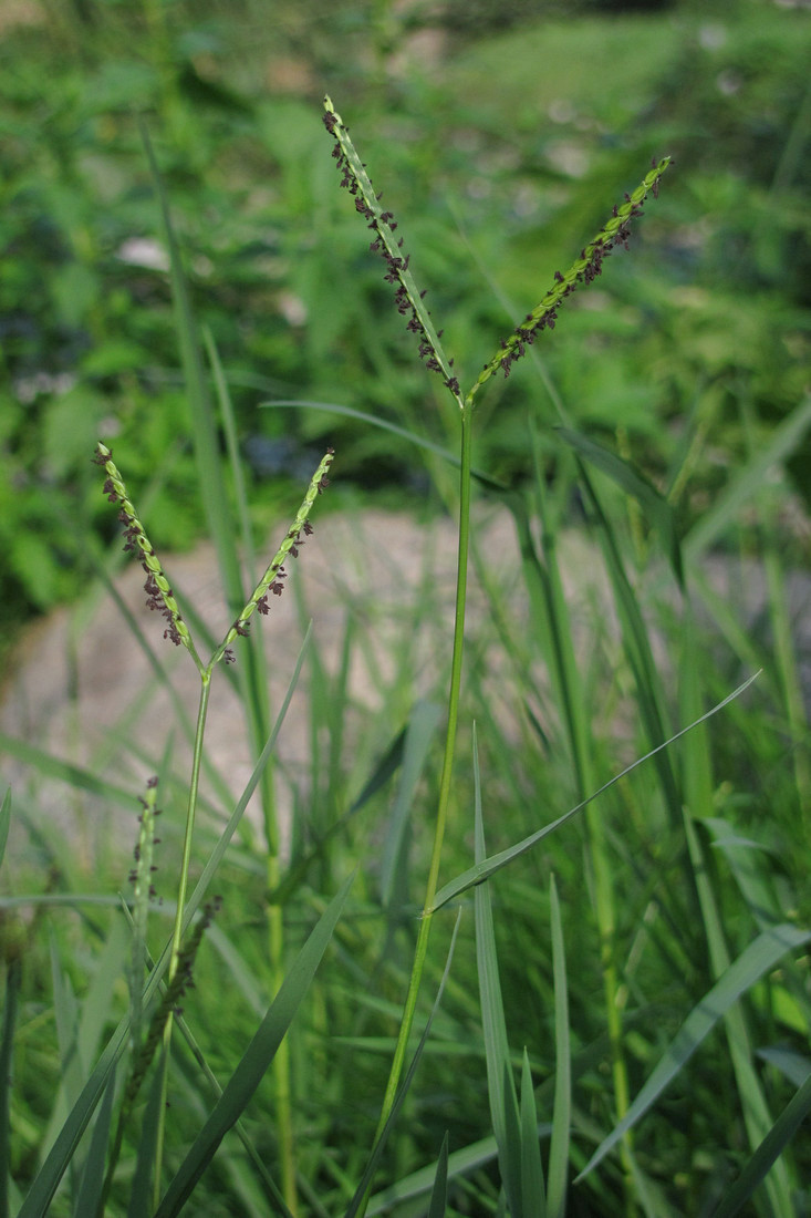 Image of Paspalum paspalodes specimen.