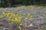 Youngia tenuifolia ssp. altaica