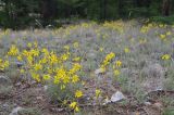 Youngia tenuifolia ssp. altaica