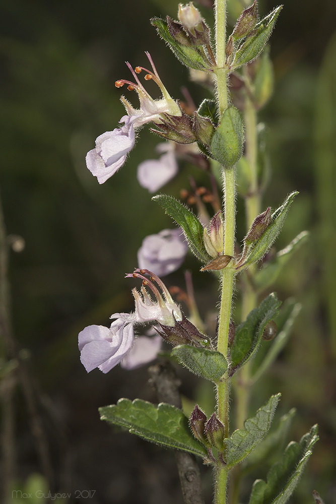 Изображение особи Teucrium chamaedrys.