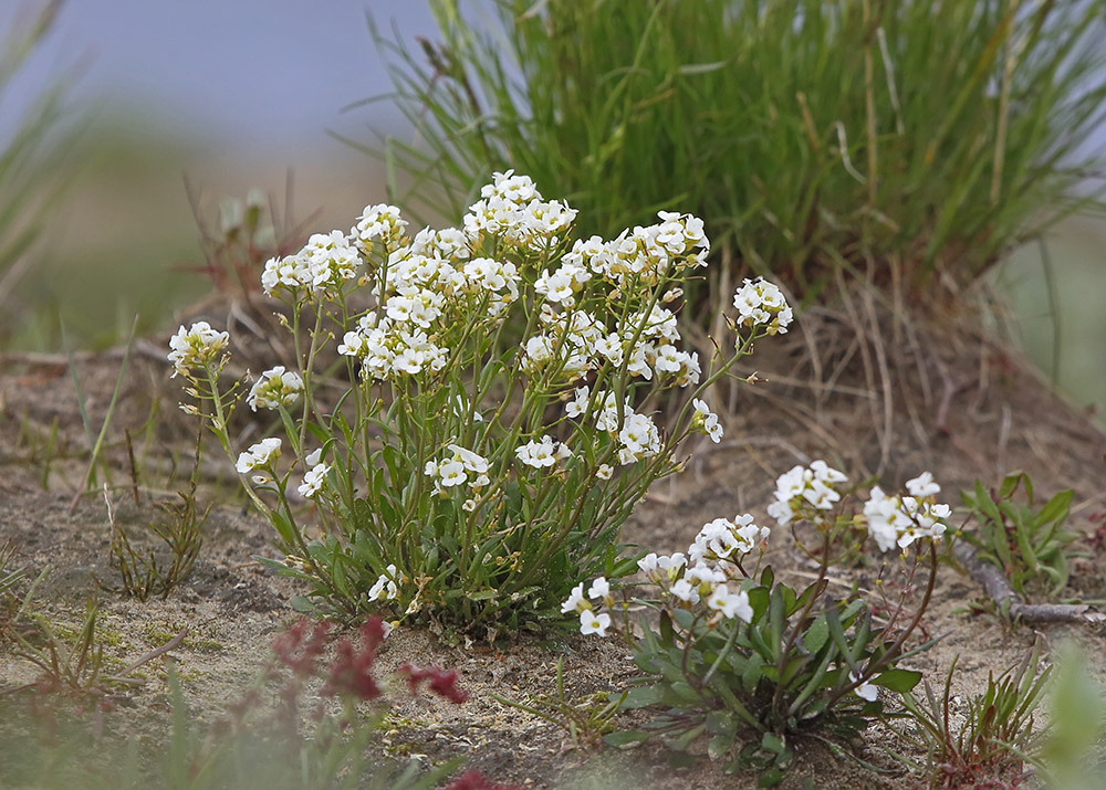 Изображение особи Arabidopsis petraea.