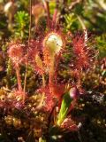 Drosera rotundifolia. Листья. Магаданская обл., Ольский р-н, Ольское побережье, окр. мыса Нюкля, заболоченный участок. 09.07.2016.