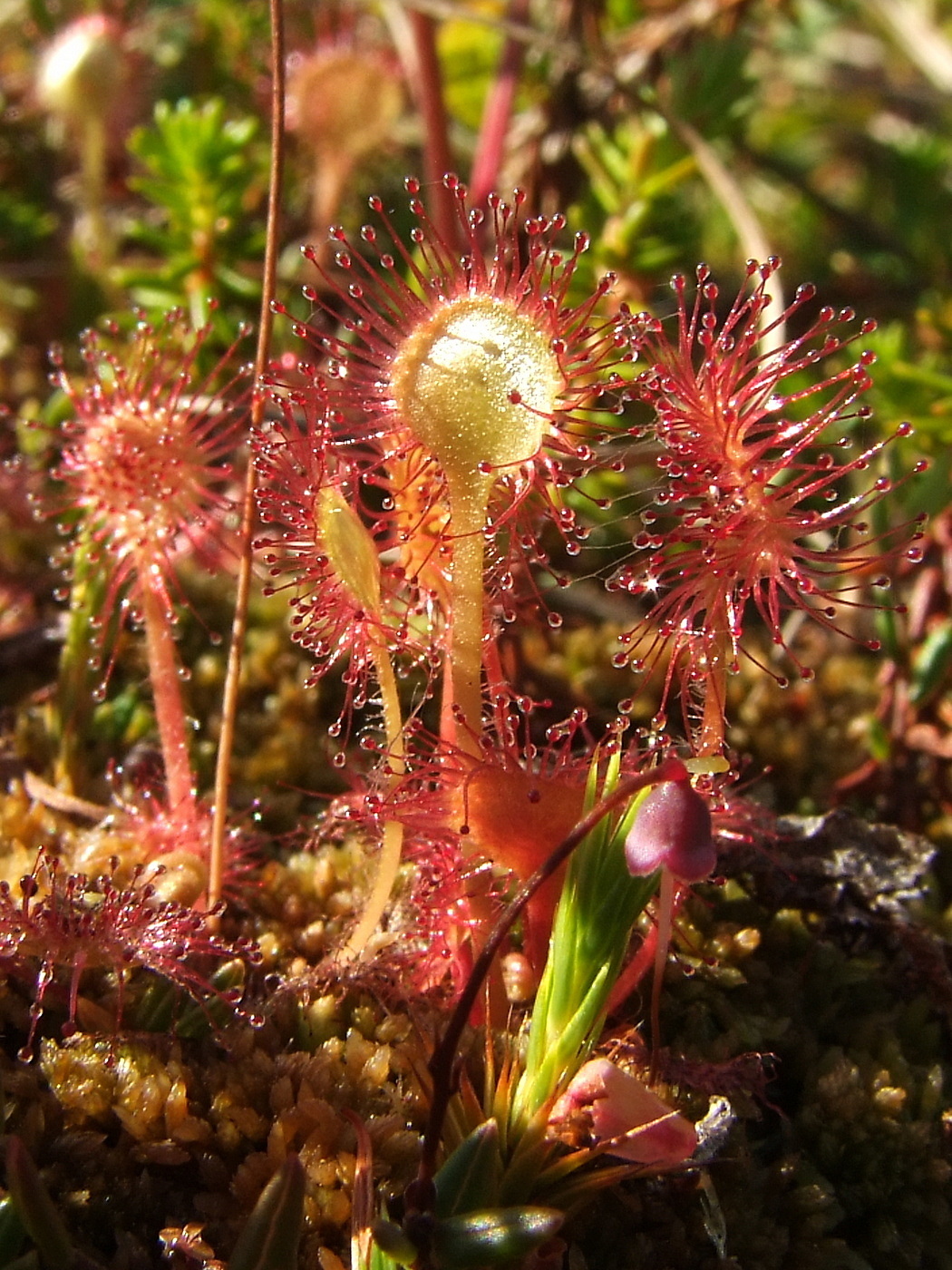 Изображение особи Drosera rotundifolia.