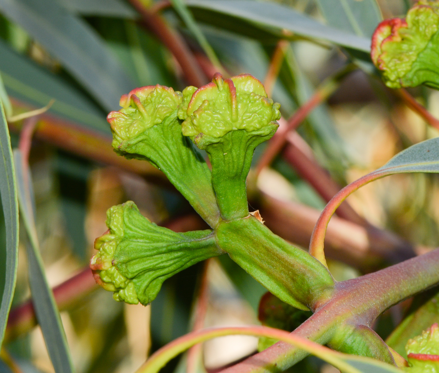 Изображение особи Eucalyptus erythrocorys.