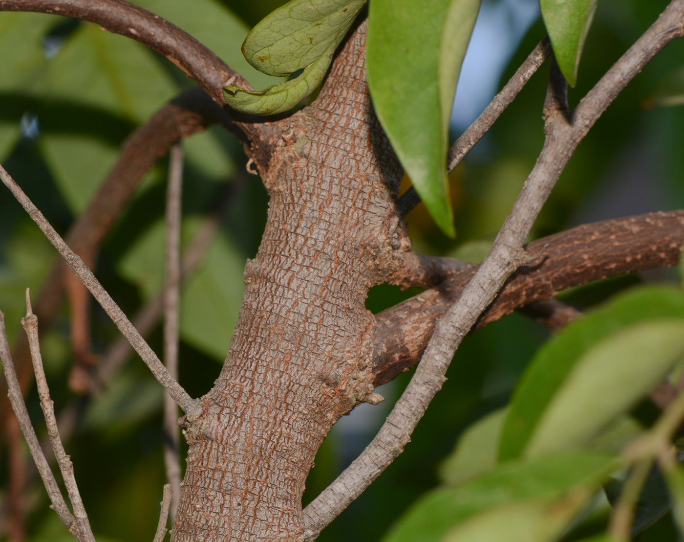 Image of Averrhoa carambola specimen.