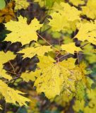 View full-size image Acer platanoides