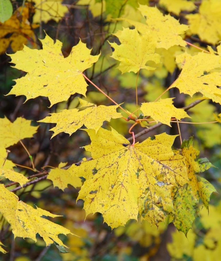 Image of Acer platanoides specimen.