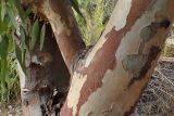 Eucalyptus camaldulensis