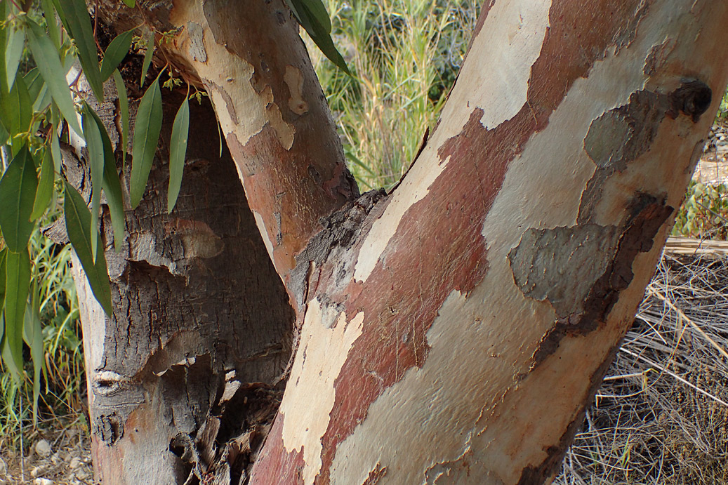 Image of Eucalyptus camaldulensis specimen.