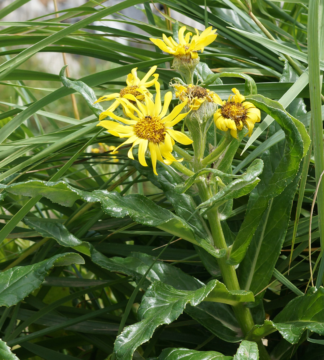 Image of Senecio pseudoarnica specimen.