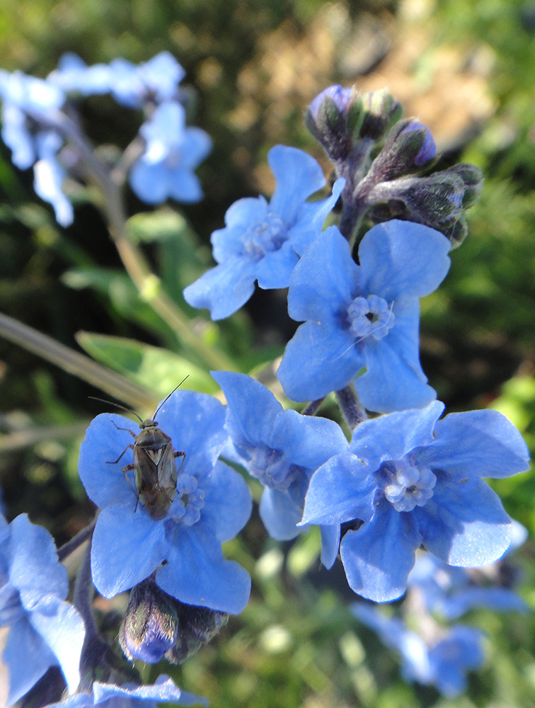 Image of Cynoglossum amabile specimen.