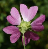 Malva thuringiaca