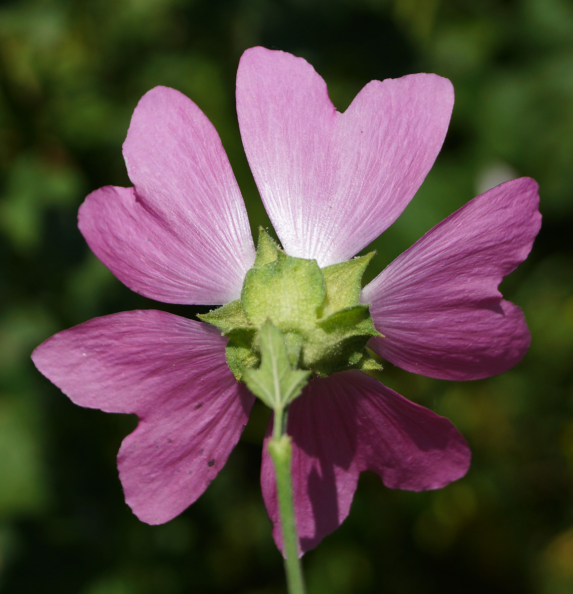 Image of Malva thuringiaca specimen.