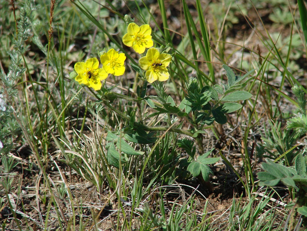 Image of Potentilla bifurca specimen.