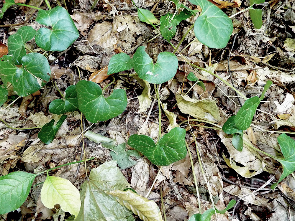 Изображение особи Asarum intermedium.