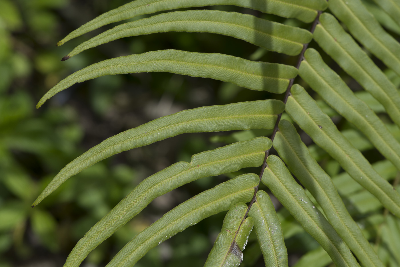 Изображение особи Pteris vittata.