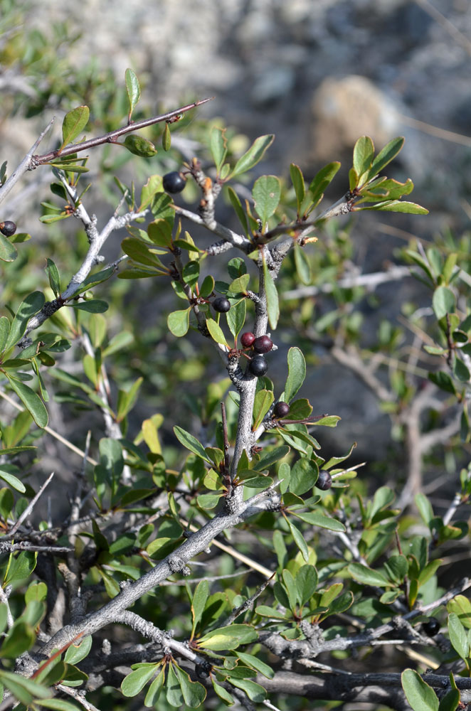 Изображение особи Rhamnus songorica.