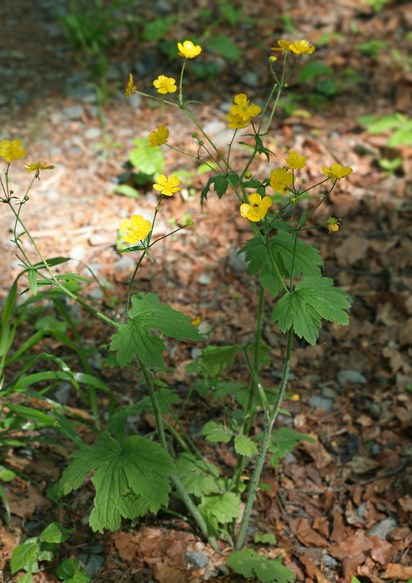 Изображение особи Ranunculus lanuginosus.