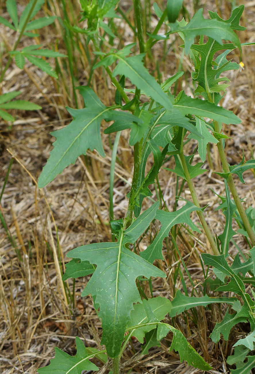 Изображение особи Sisymbrium loeselii.