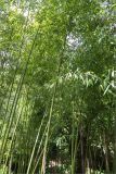 genus Phyllostachys. Вегетирующие растения. Грузия, г. Тбилиси, Центральный ботанический сад АН Грузии, в культуре. 15.05.2017.