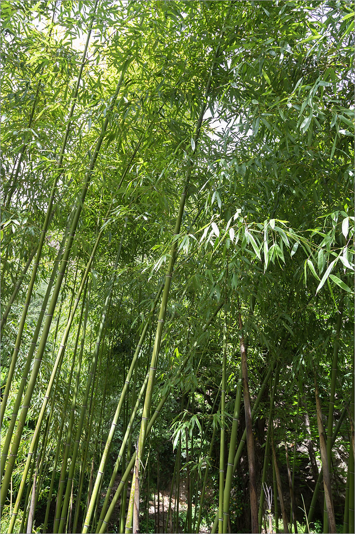 Изображение особи род Phyllostachys.