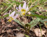 Erythronium caucasicum