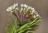 Asclepias linaria