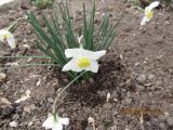 род Narcissus
