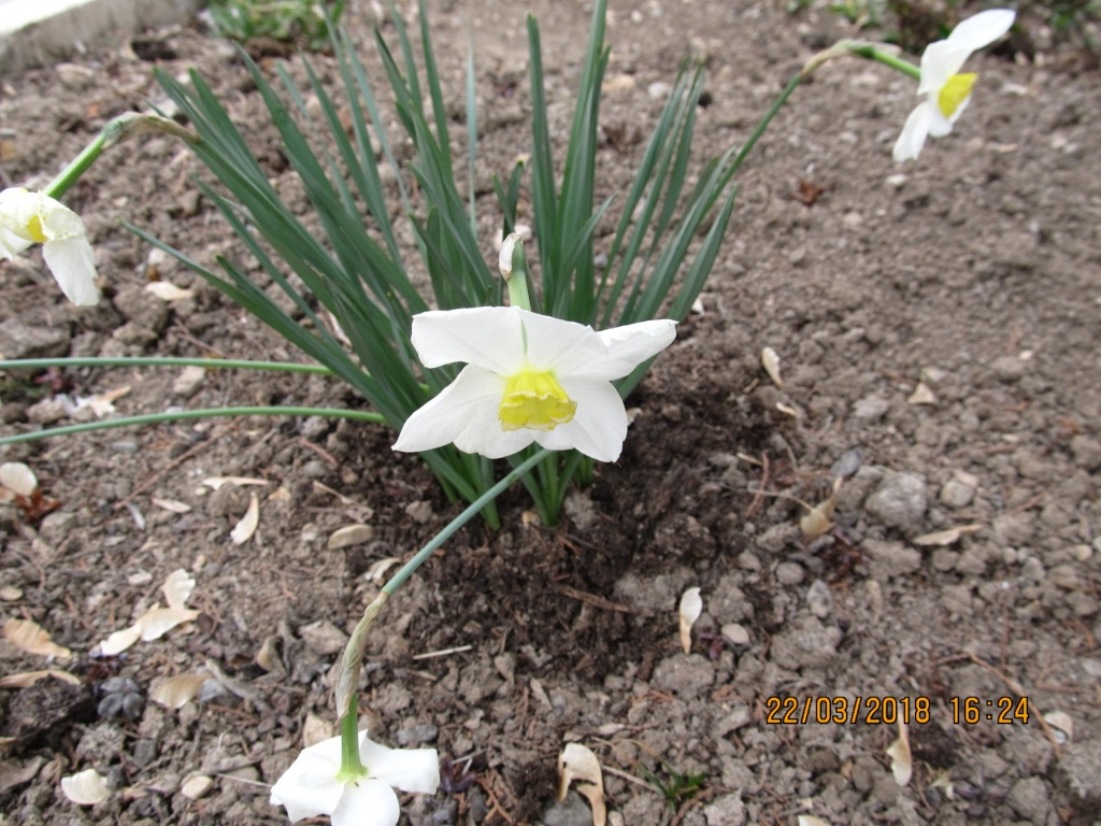 Image of genus Narcissus specimen.