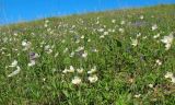 Anemone sylvestris