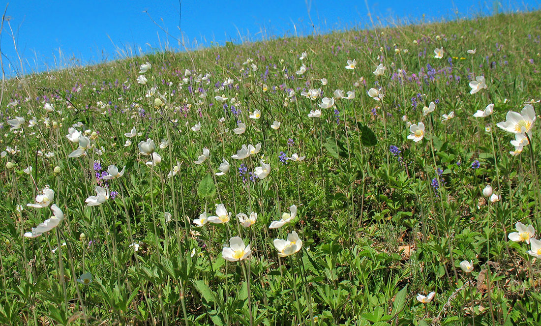 Image of Anemone sylvestris specimen.