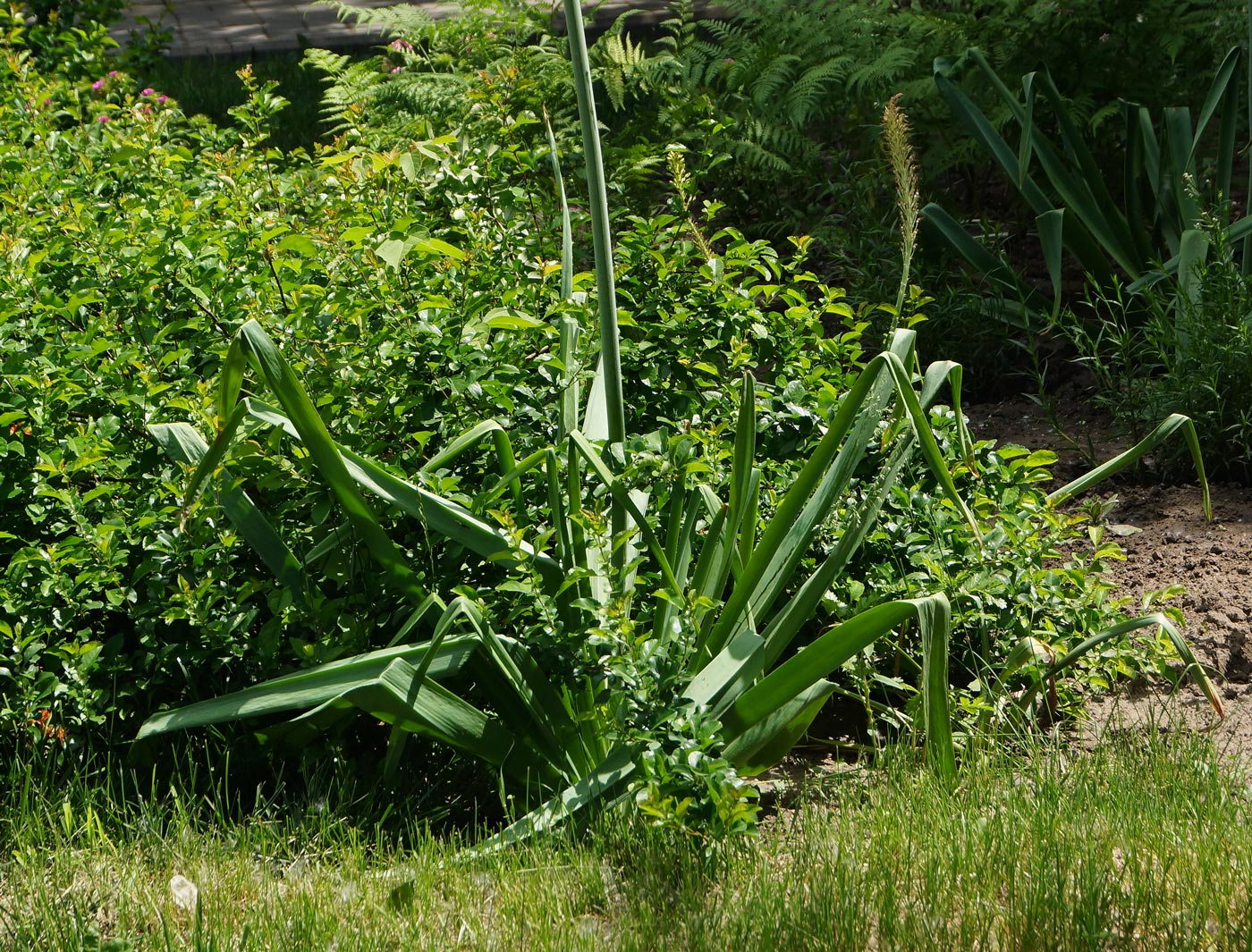 Изображение особи Eremurus robustus.