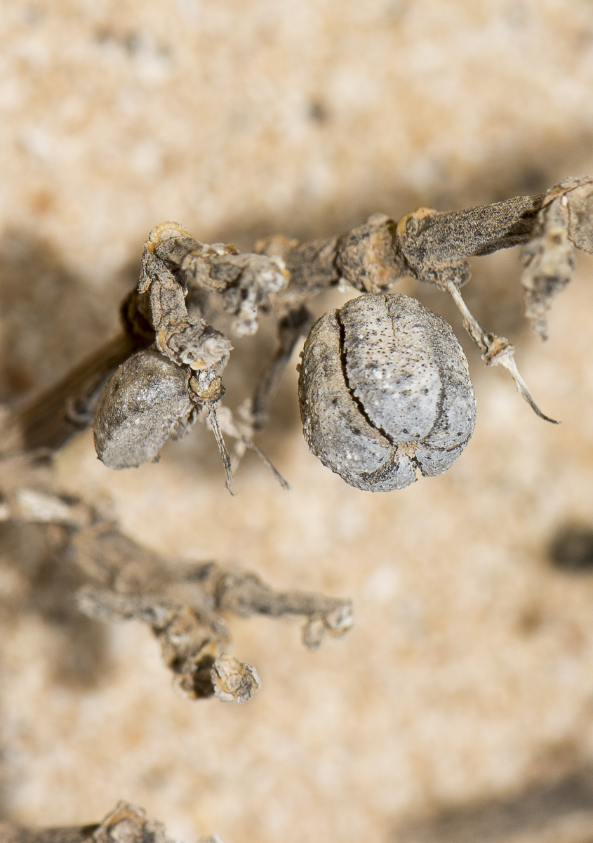 Image of Tetraena fontanesii specimen.