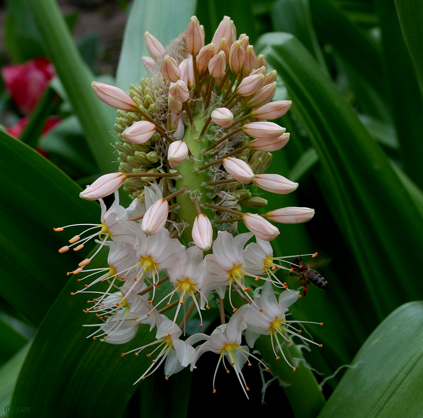 Изображение особи Eremurus robustus.